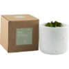 bougie parfumee bois d'olivier 40 heures - Autour du Bain - Institut By Scarlett